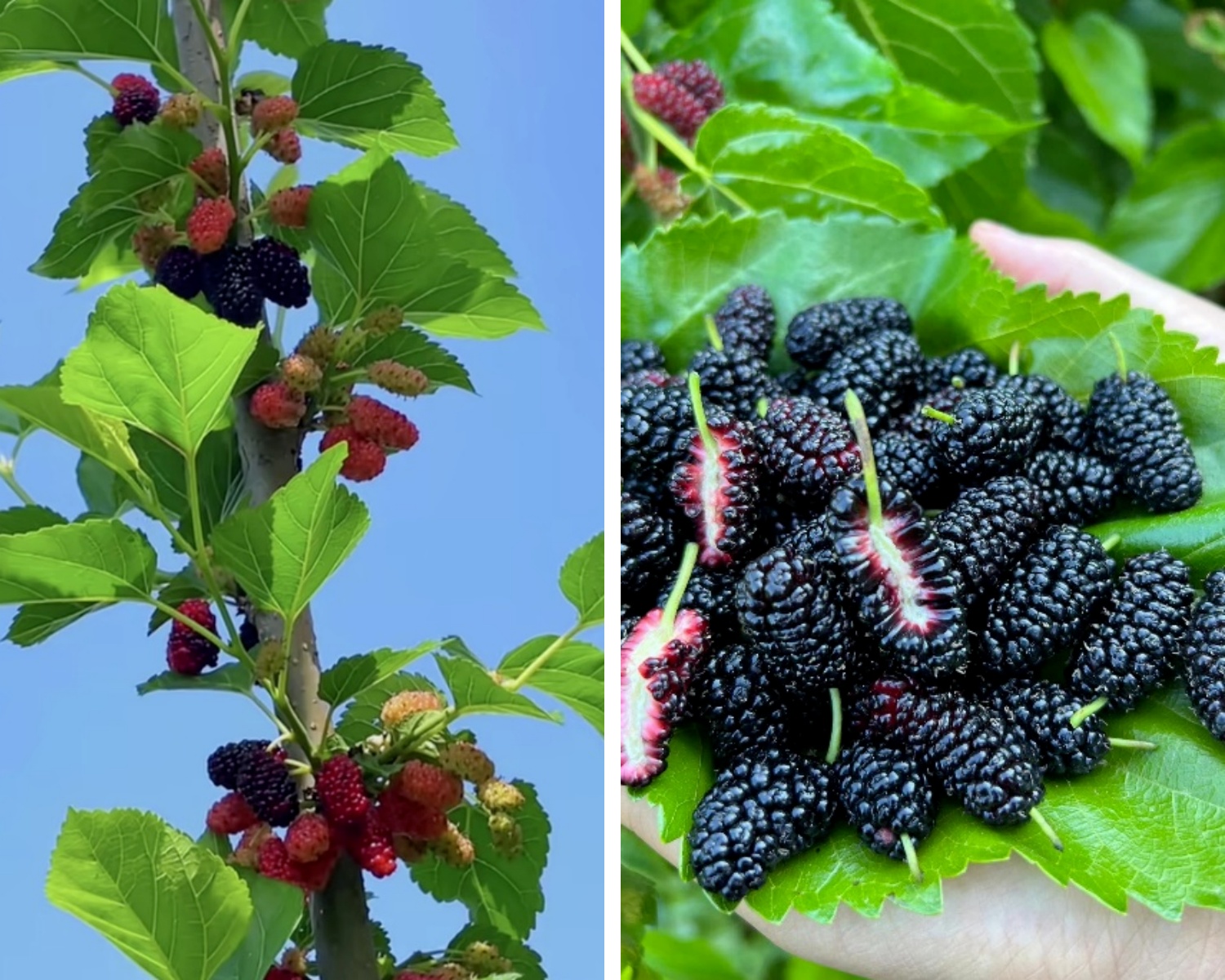 7a305707d4f5b71714dc9e12428a9823.jpg 未命名.jpg